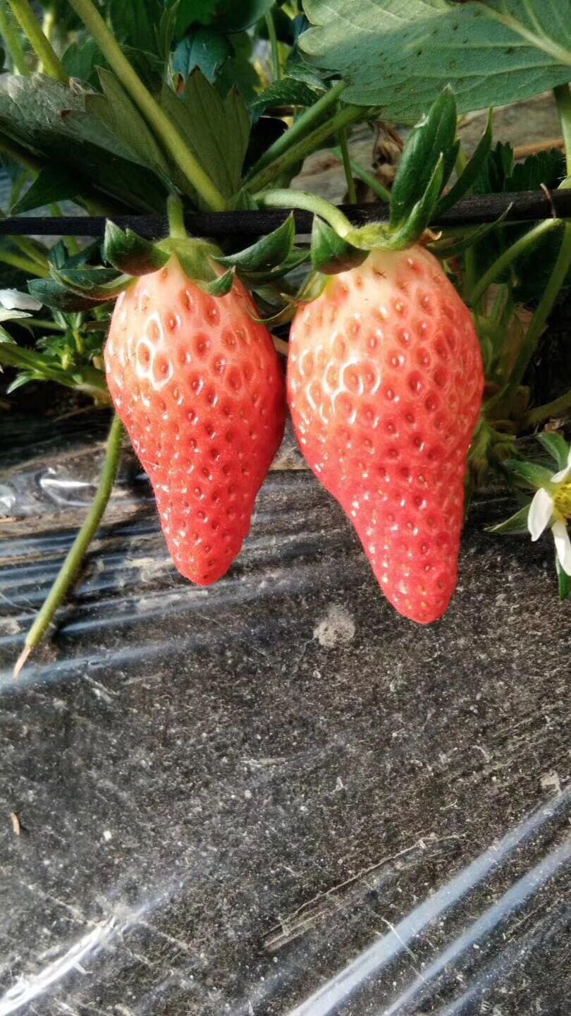 章姬牛奶草莓成熟了 快来采摘了 奶香口感