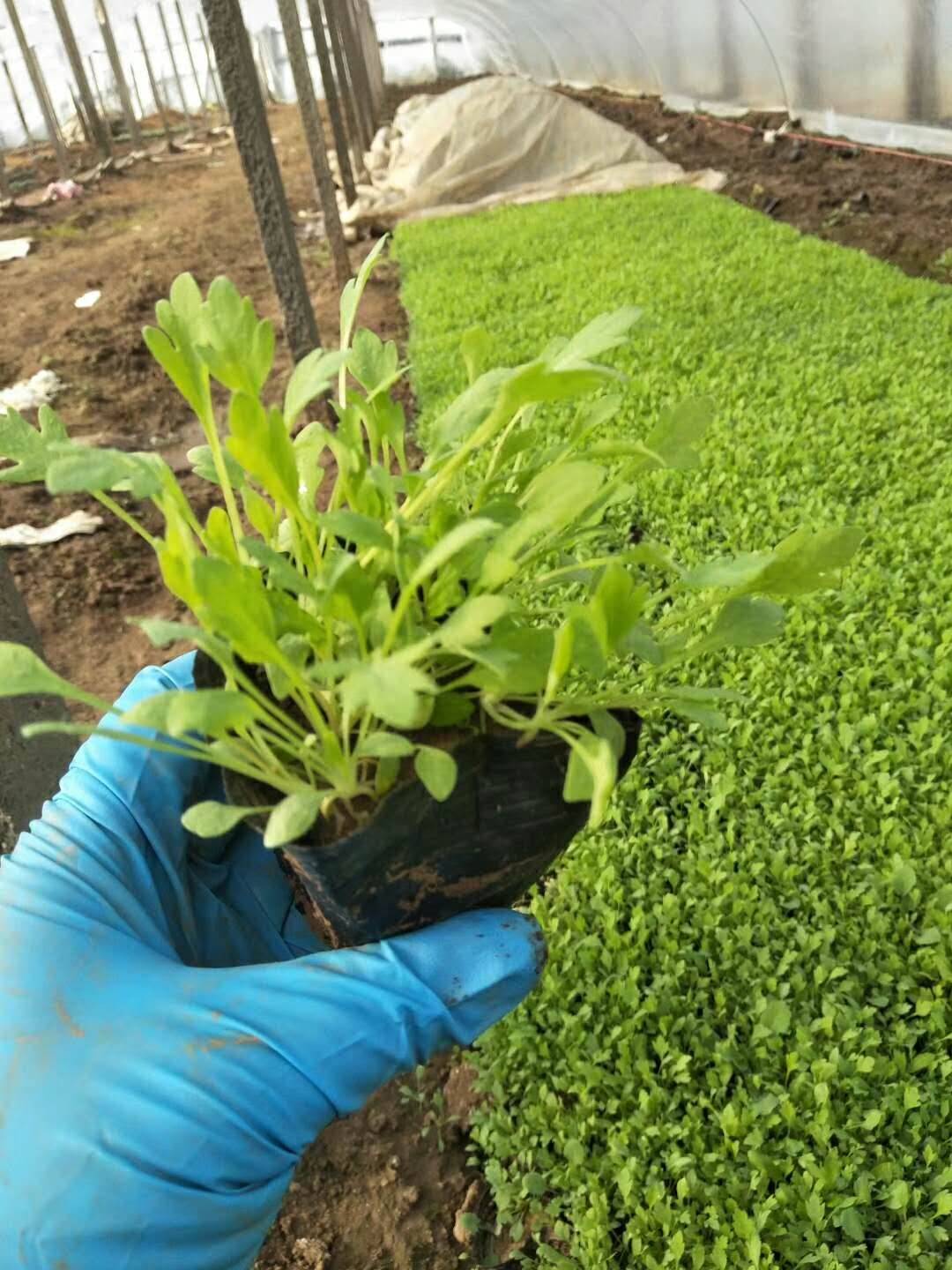 冰岛虞美人花海杯苗基地一手供应