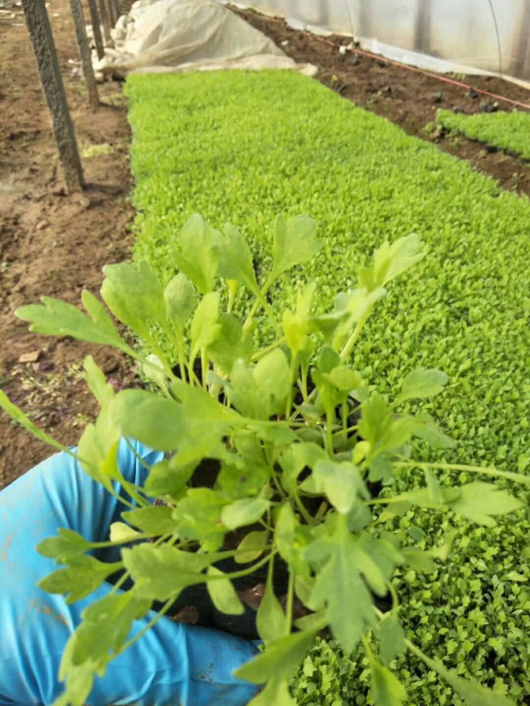 冰岛虞美人花海杯苗基地一手供应