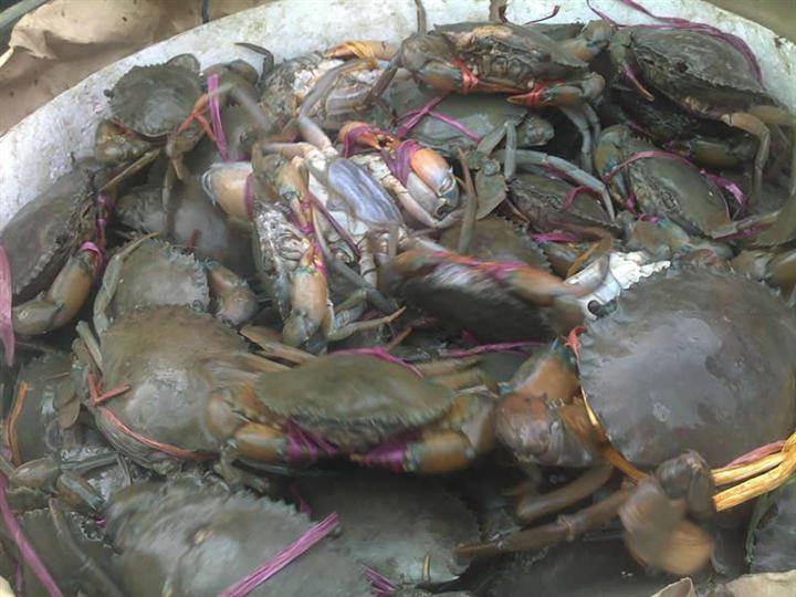 印度进口海鲜备案资料