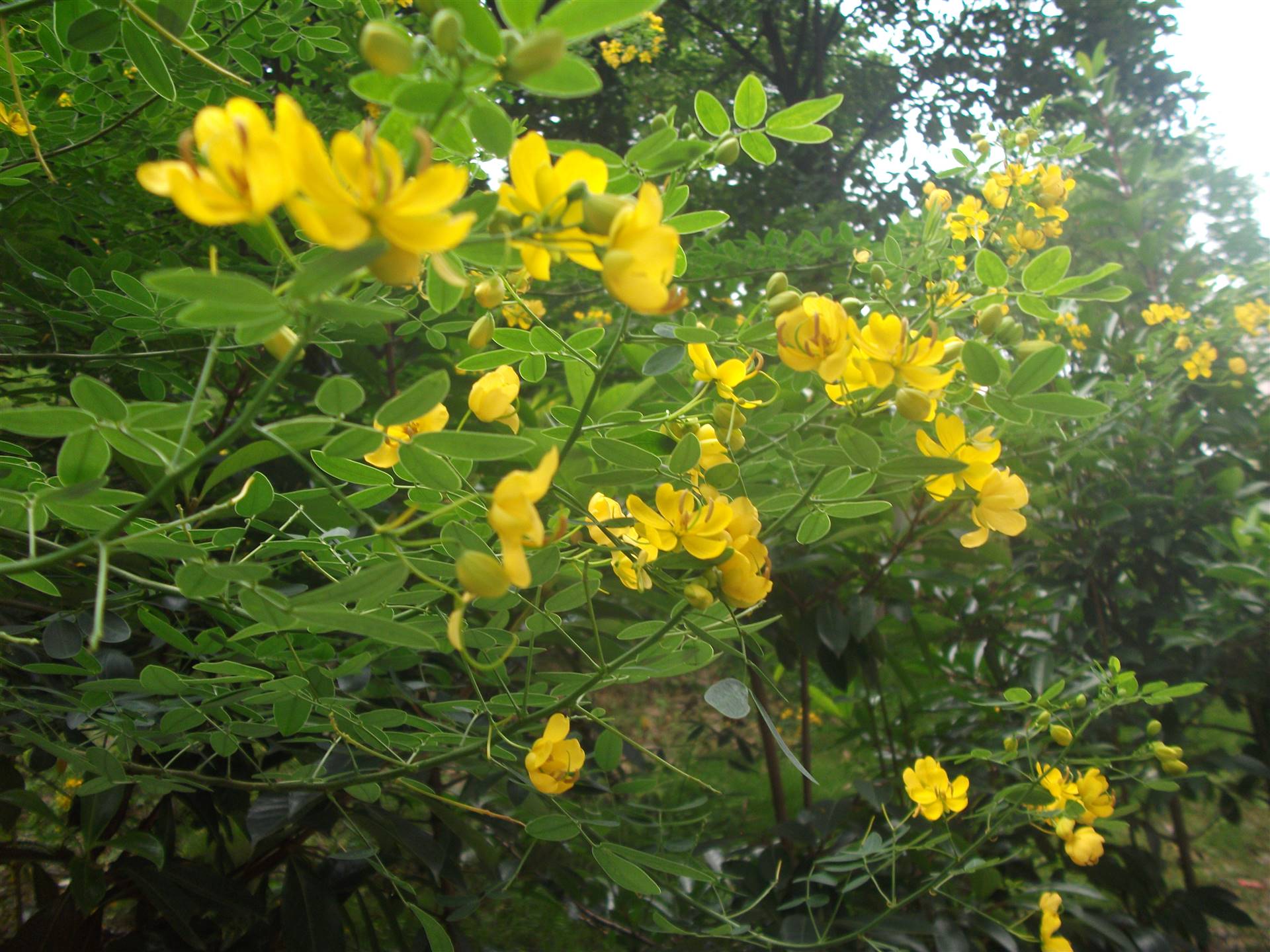 海南黄花槐优质苗木海南黄花槐规格多海南黄花槐报价