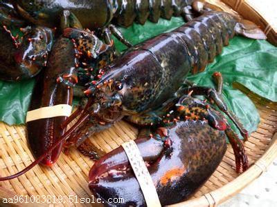 台湾冰鲜午仔鱼进口代理报关公司