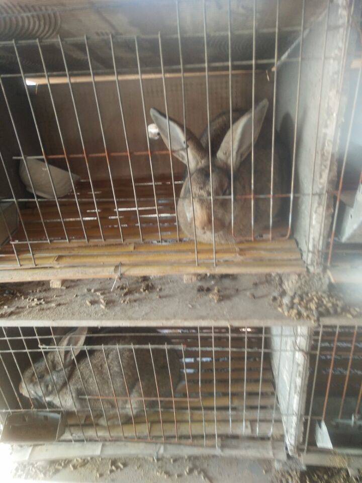 观赏鸽子图片大全  肉兔报价 种兔多少钱一只  新西兰兔图片肉兔价格