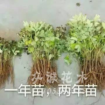 求購芍藥苗價格 批發出售芍藥苗