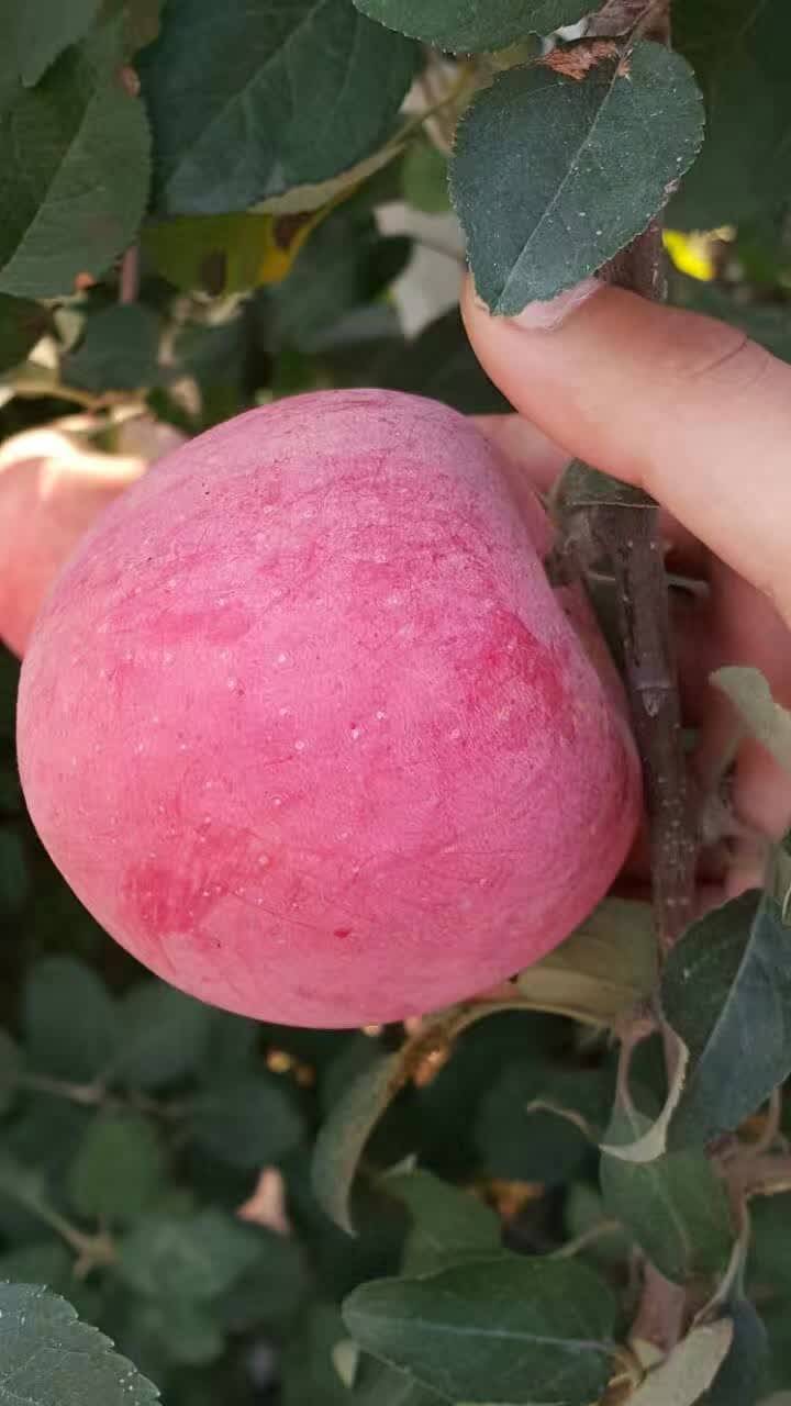 优质苹果苗龙冠苹果树苗哪里有现场指导