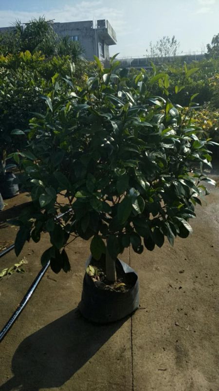 优质美丽含笑大量批发