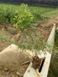 陕西黄刺玫种植基地一手货源 黄刺玫价格 黄刺玫种植技术