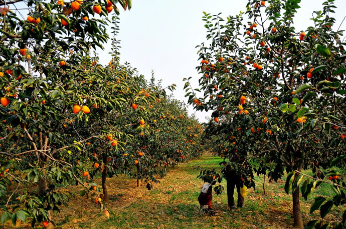 3公分柿子树3公分柿子树3公分柿子树