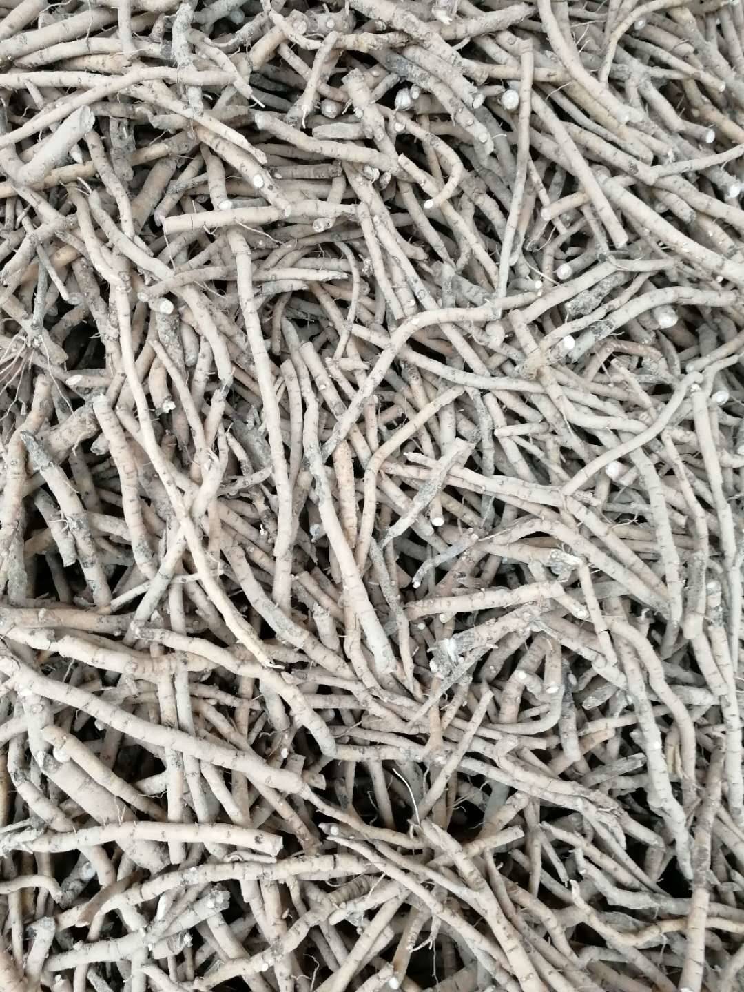 鲜牡丹根多少钱斤