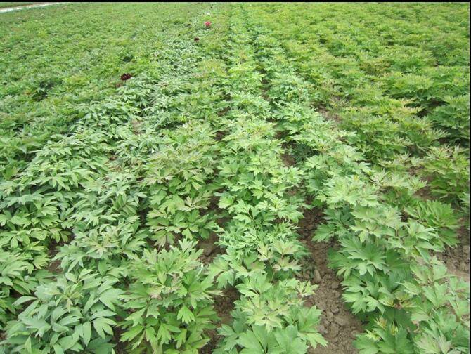 菏泽市牡丹区齐天牡丹种植专业合作社 产品展厅 >求购芍药小苗 芍药