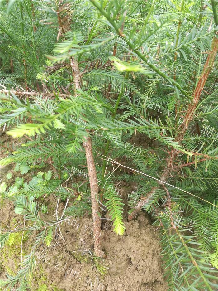 湖北恩施北美红杉树苗批发 扦插北美红杉苗价格直销 北美红杉种植