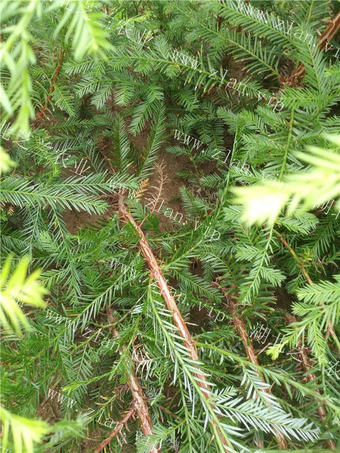 湖北恩施北美红杉树苗批发 扦插北美红杉苗价格直销 北美红杉种植