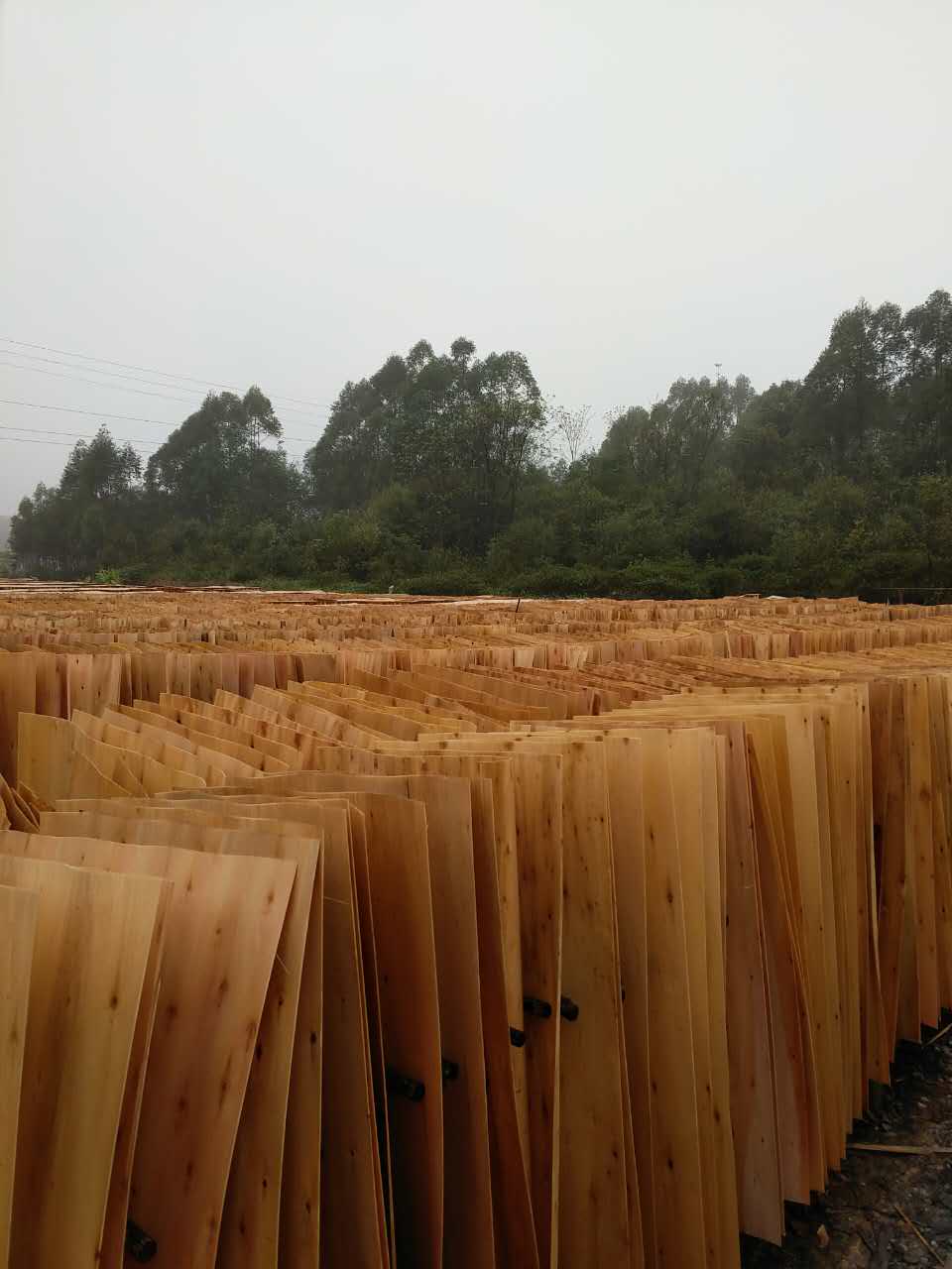 广西鲁安供应桉木单板