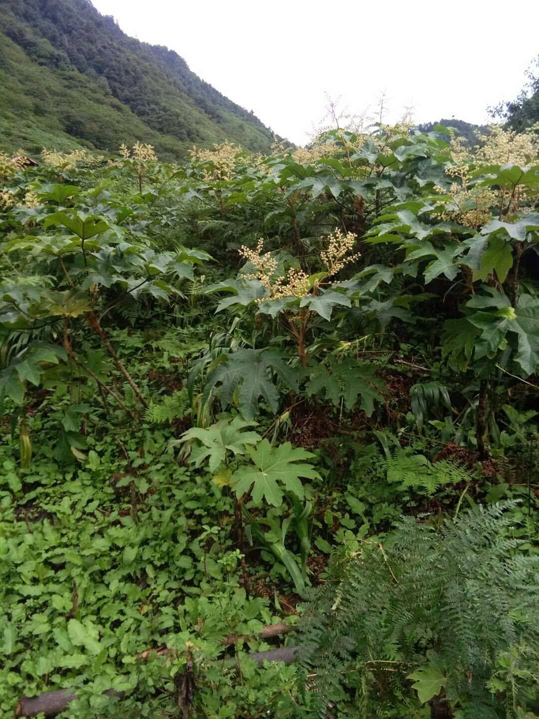 供应测酸碱盐溶液流量计