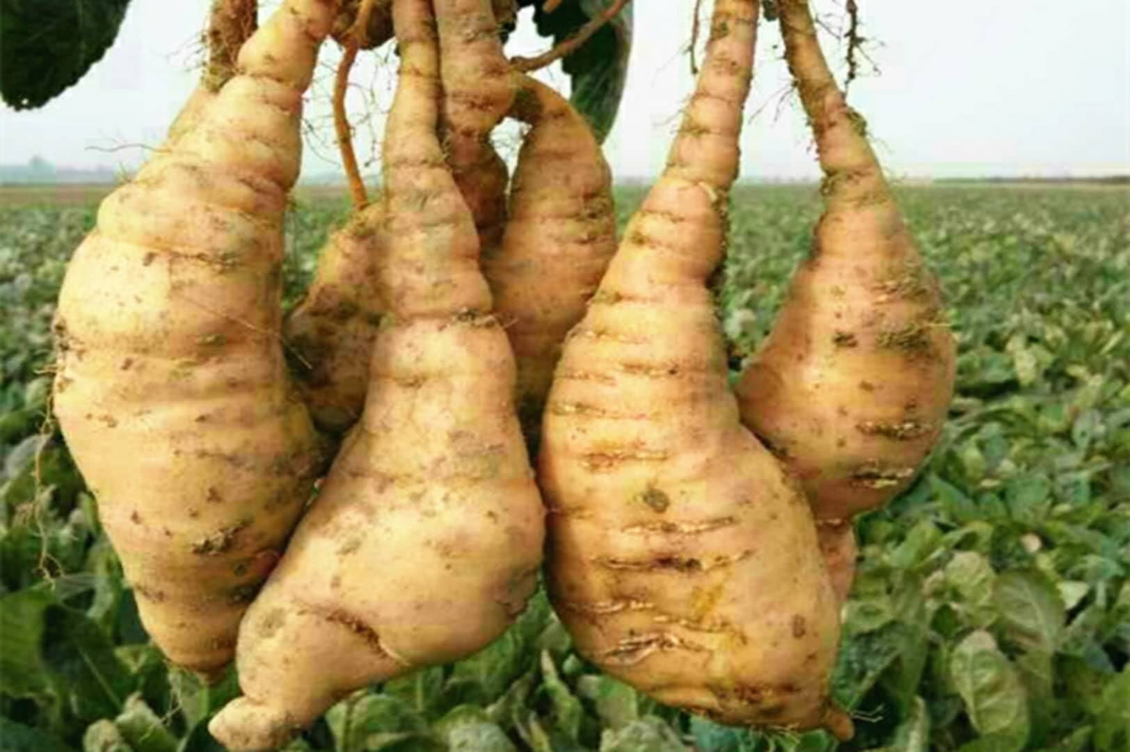 地黄价格产量种植技术