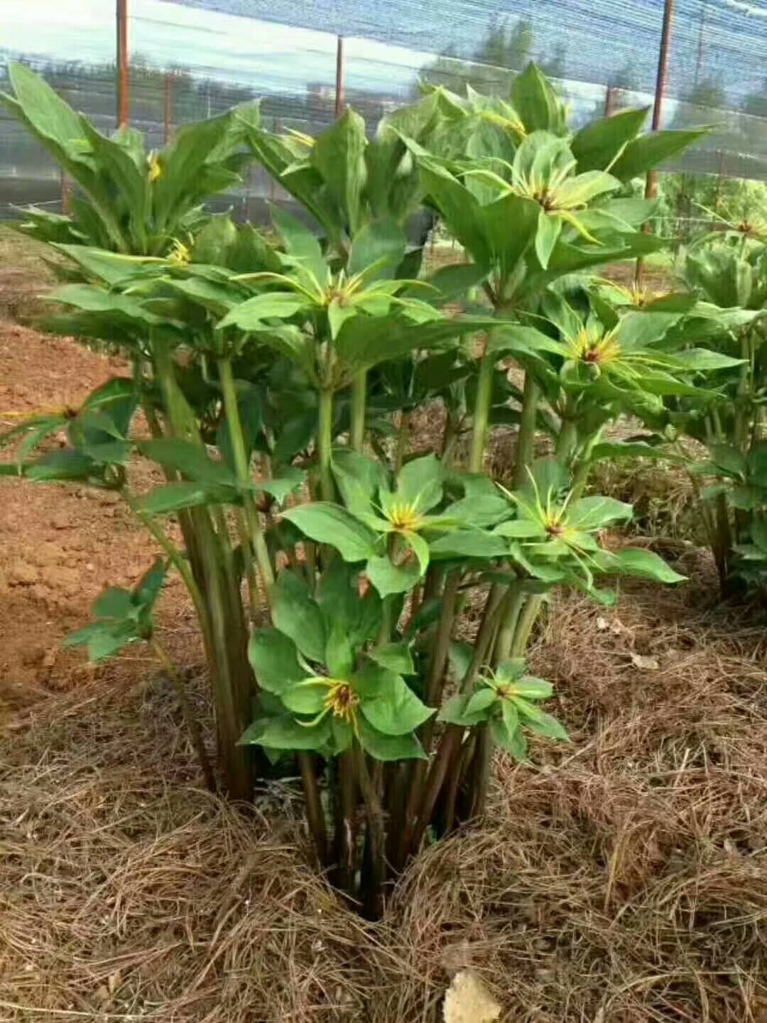 大量低价批发重楼苗0.6一株起,量大可送货