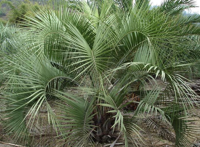 福建优质布迪椰子哪里有,布迪椰什么规格?