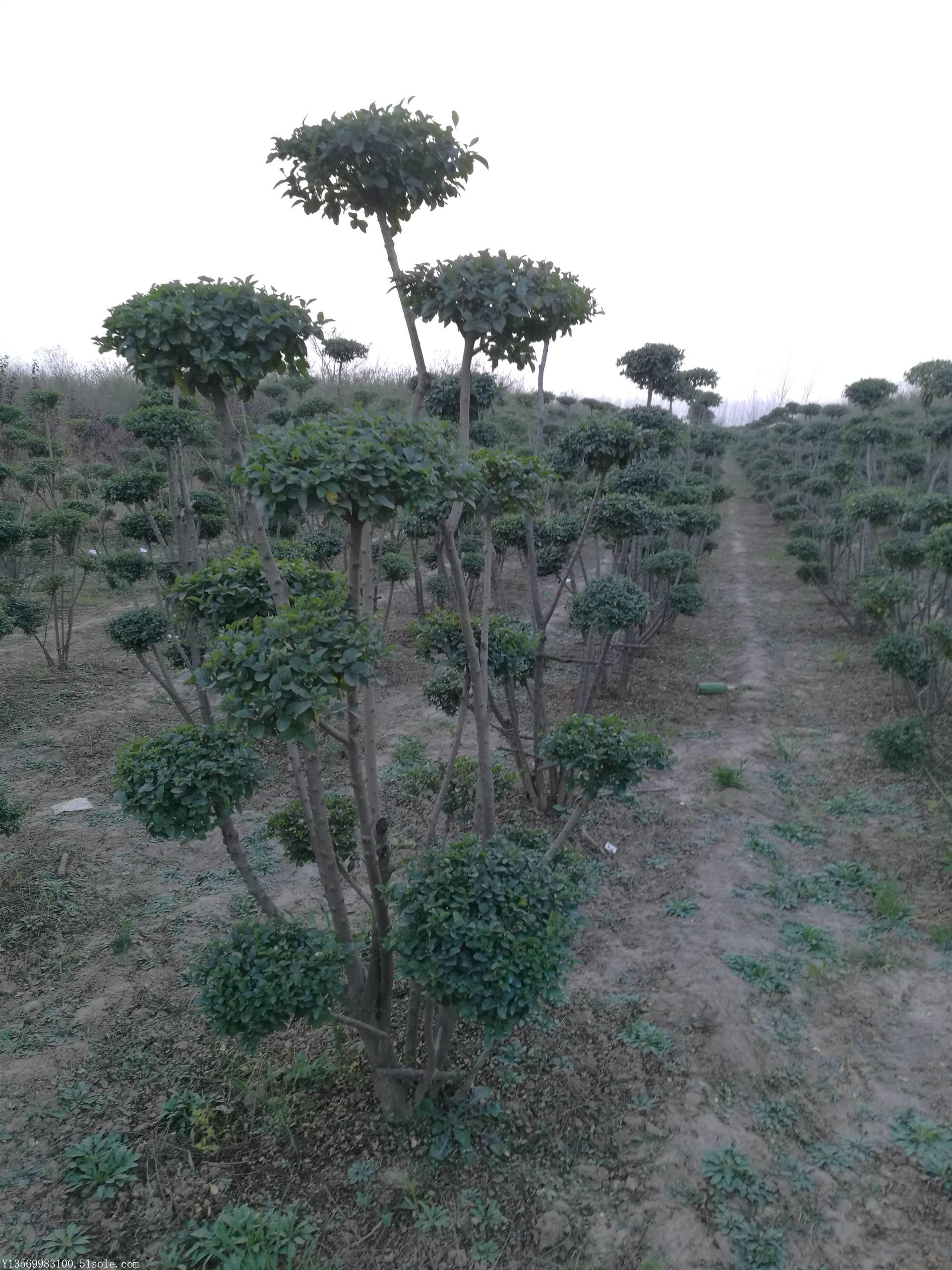 鄢陵小葉女貞造型樹價格怎麼賣呀