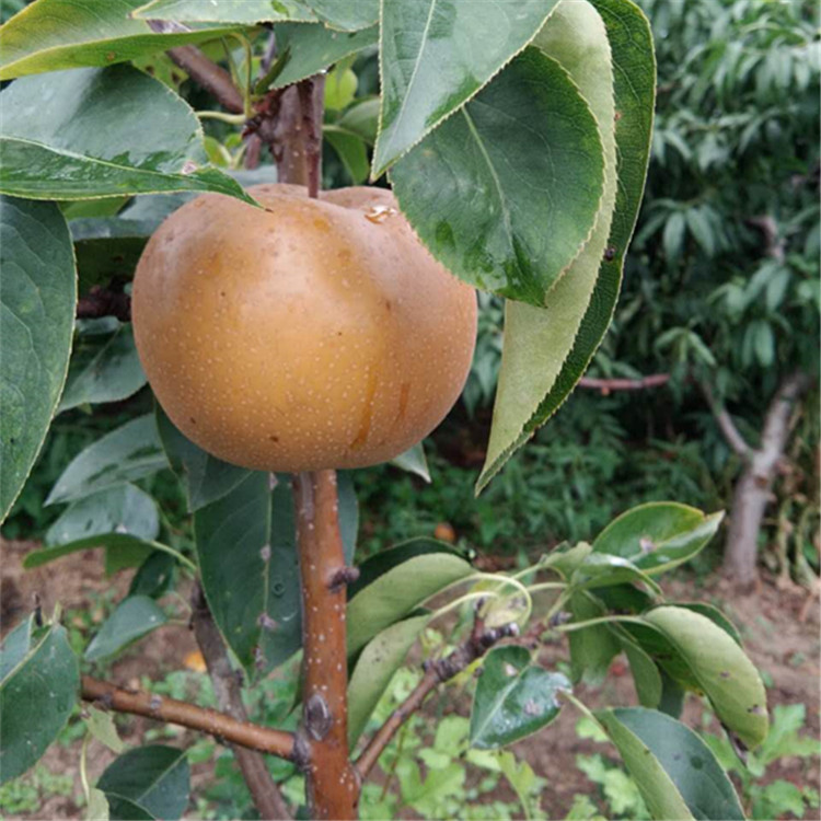 山东淄博市柱状梨树苗种植技术