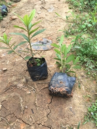 广西南宁百色宜州柳州来宾黄素梅，红继木，非洲茉莉，木犀榄