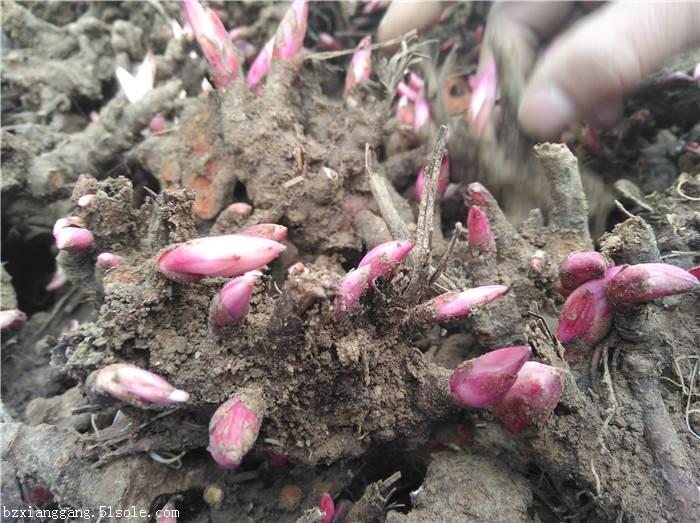 【出售芍藥苗 白芍苗 白芍種苗產地安徽亳州電話】價格,廠家,藥材種子