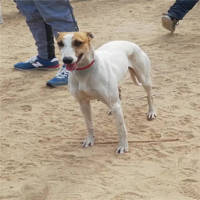 黑白全活格力犬价格