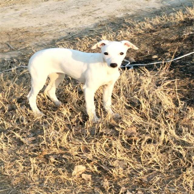 抓兔子的惠比特犬價格