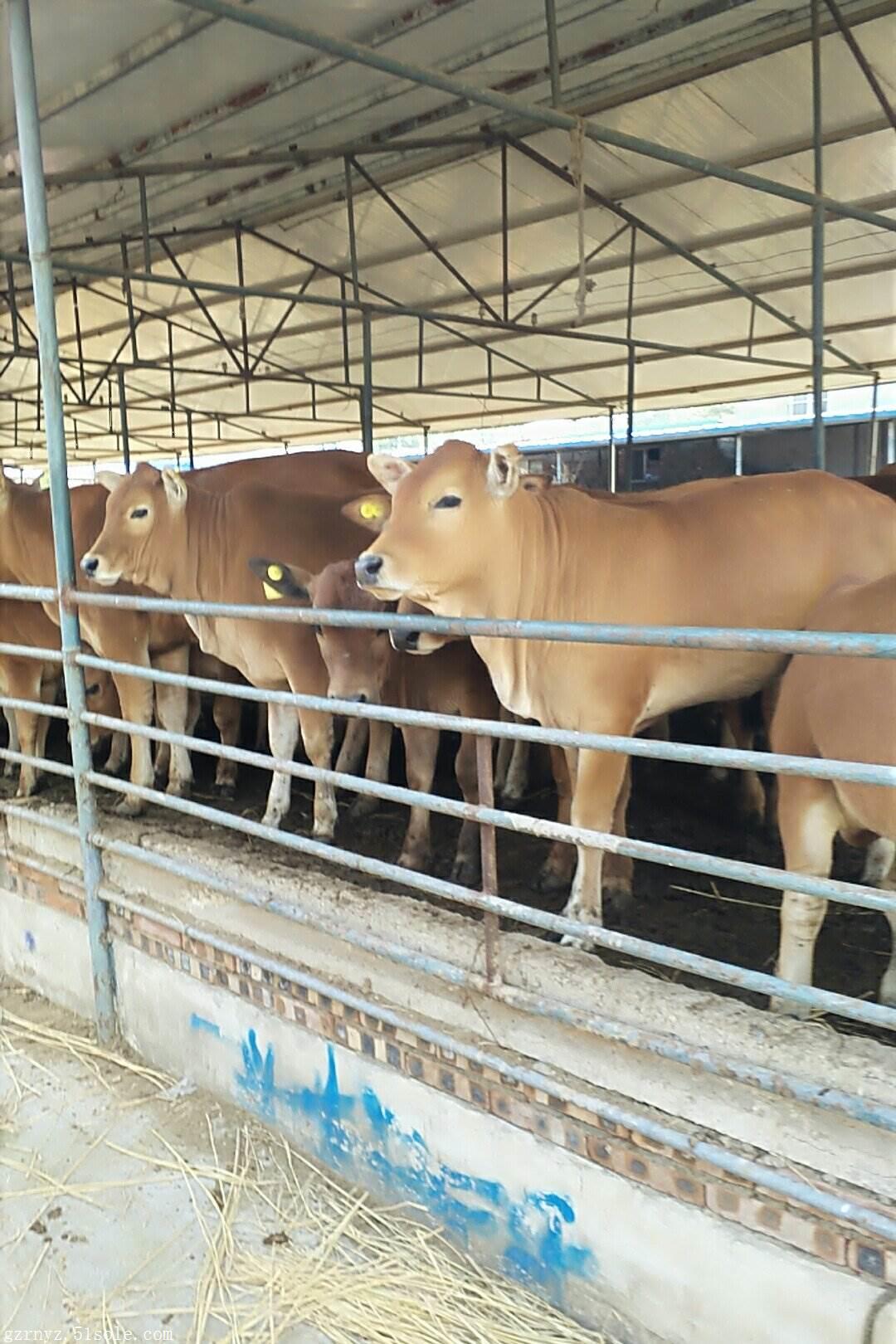 西門塔爾肉牛-肉牛價格-利木贊牛_山東齊魯牛羊驢養殖地