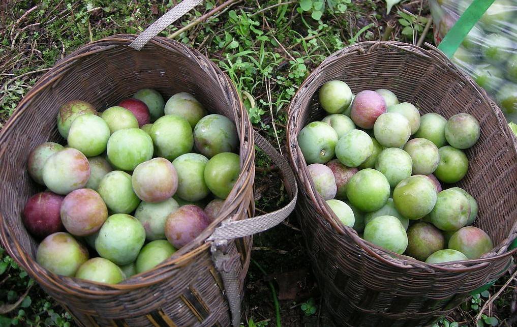 四川特产屏山水果 屏山甜枇杷 现摘现发 产地直供