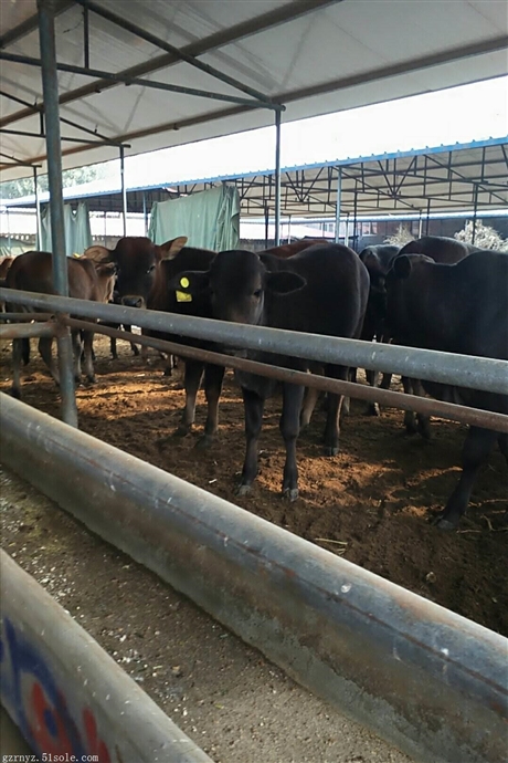 小牛犢,肉牛犢,架子牛,黃牛,西門塔爾牛,牛犢,小牛價格