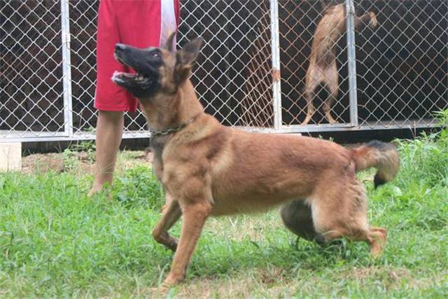 目前馬犬多少錢