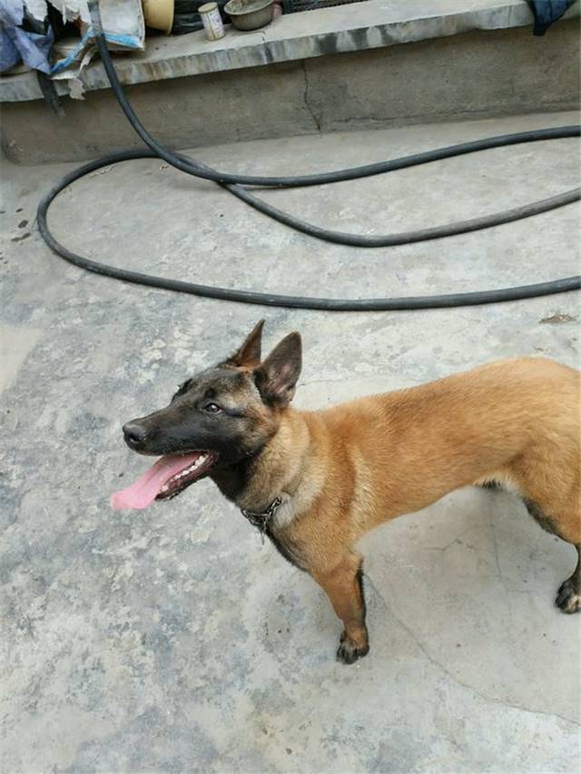 成年马犬价格多少钱