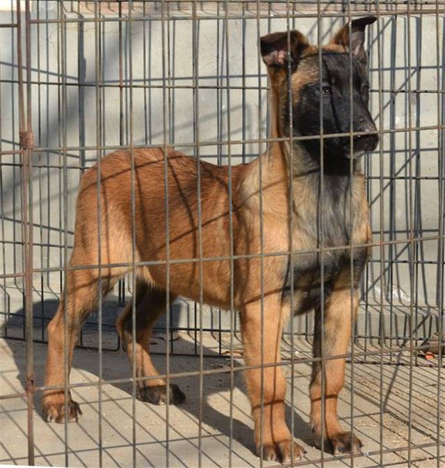 马犬价格图片大全