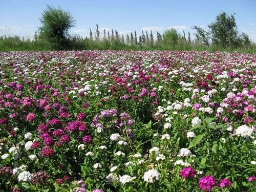 五彩石竹种植方法,五彩石竹花期,花海打造