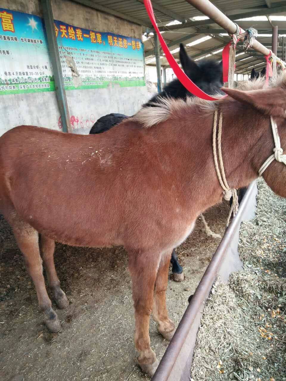 骡子为什么叫骡子