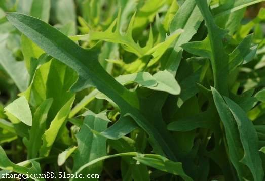 名称:苦荬菜种子种类:牧草种子/一年生发芽温度:8~26度生长温度:11~31