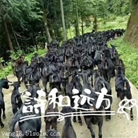 养殖黑山羊的技术和管理  养黑山羊