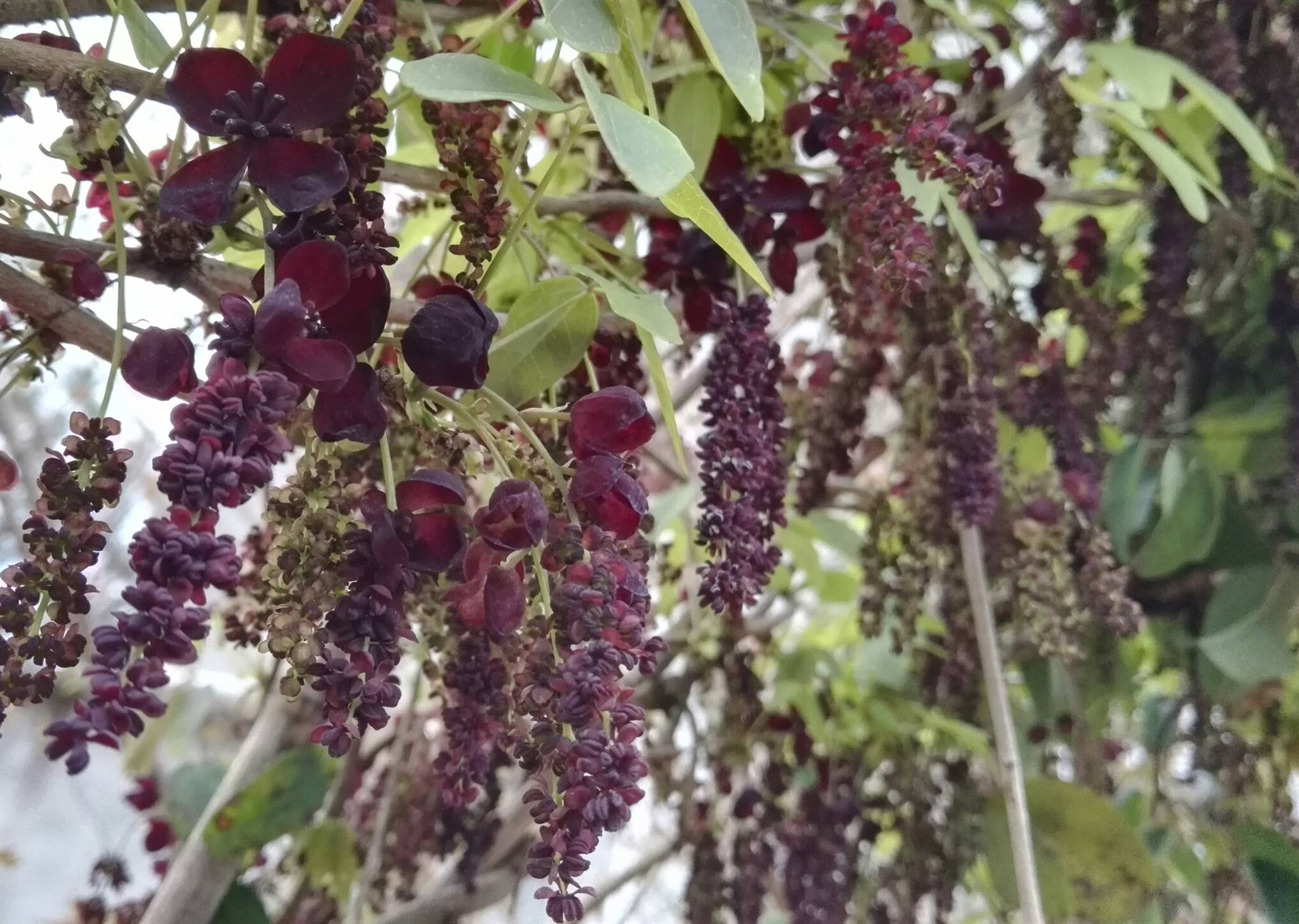 八月瓜种苗繁殖_鄱阳县齐乐果蔬种植专业合作社-金泉网