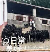 湖南黑山羊羊苗价格  湖南黑山羊种羊价格