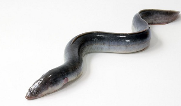 批发各种海鳗鱼