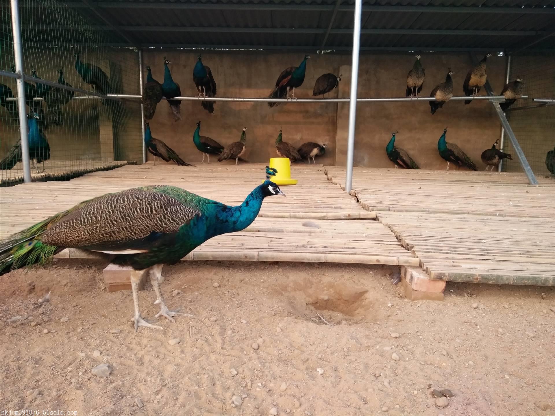 哪里有孔雀养殖场孔雀苗价格