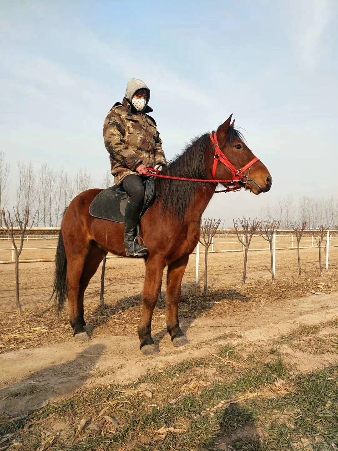 養殖乘騎馬哪裡有乘騎馬多少錢一匹