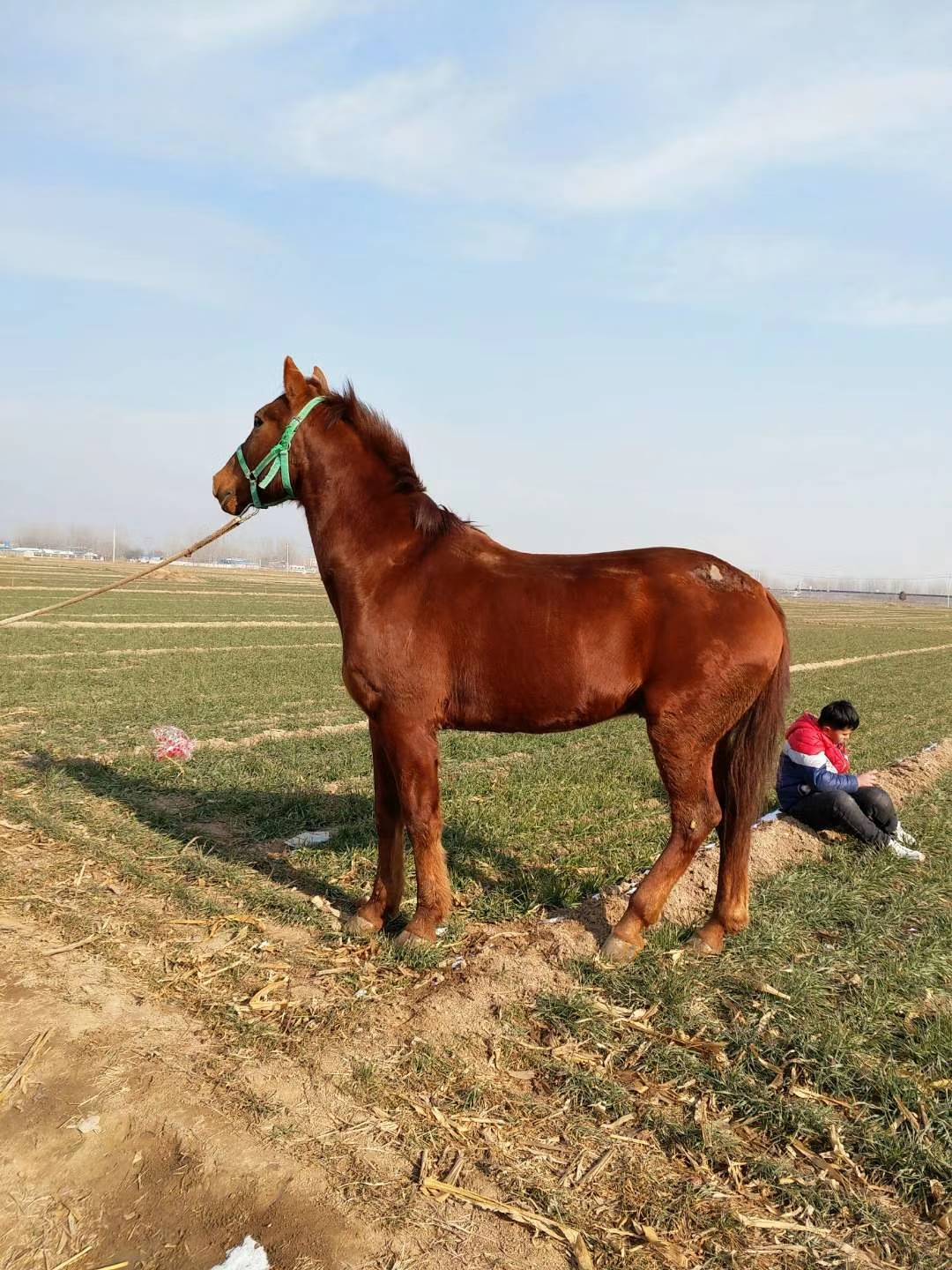 半血马价格 半血马好驯养听话 养马场出售