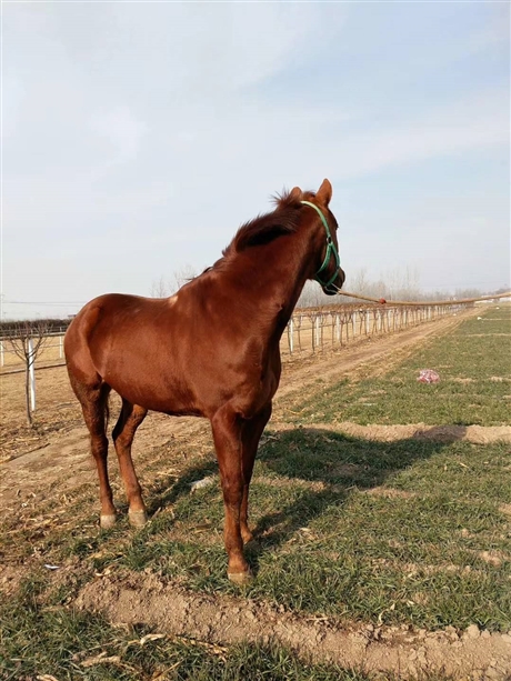 纯血马价格 出售半血马驯养技术如何驯养
