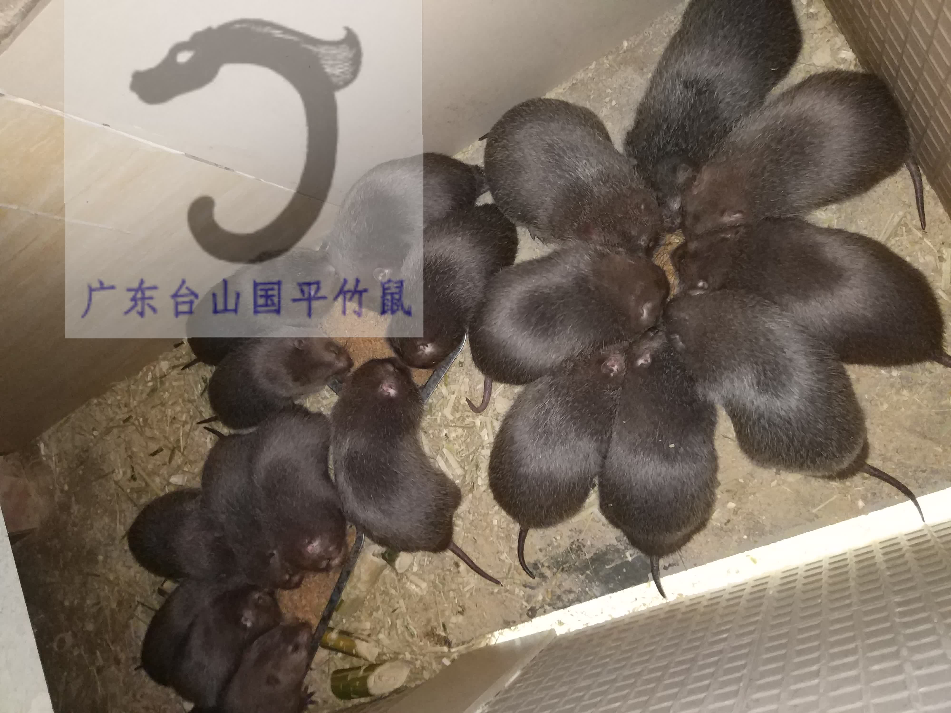 竹鼠竹鼠怀孕喂什么 竹鼠怀孕多久才能看出来怀孕的