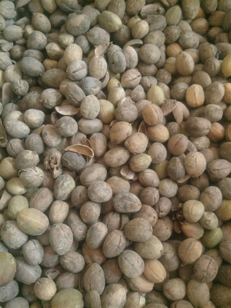 巴豆功效作用常年供应巴豆