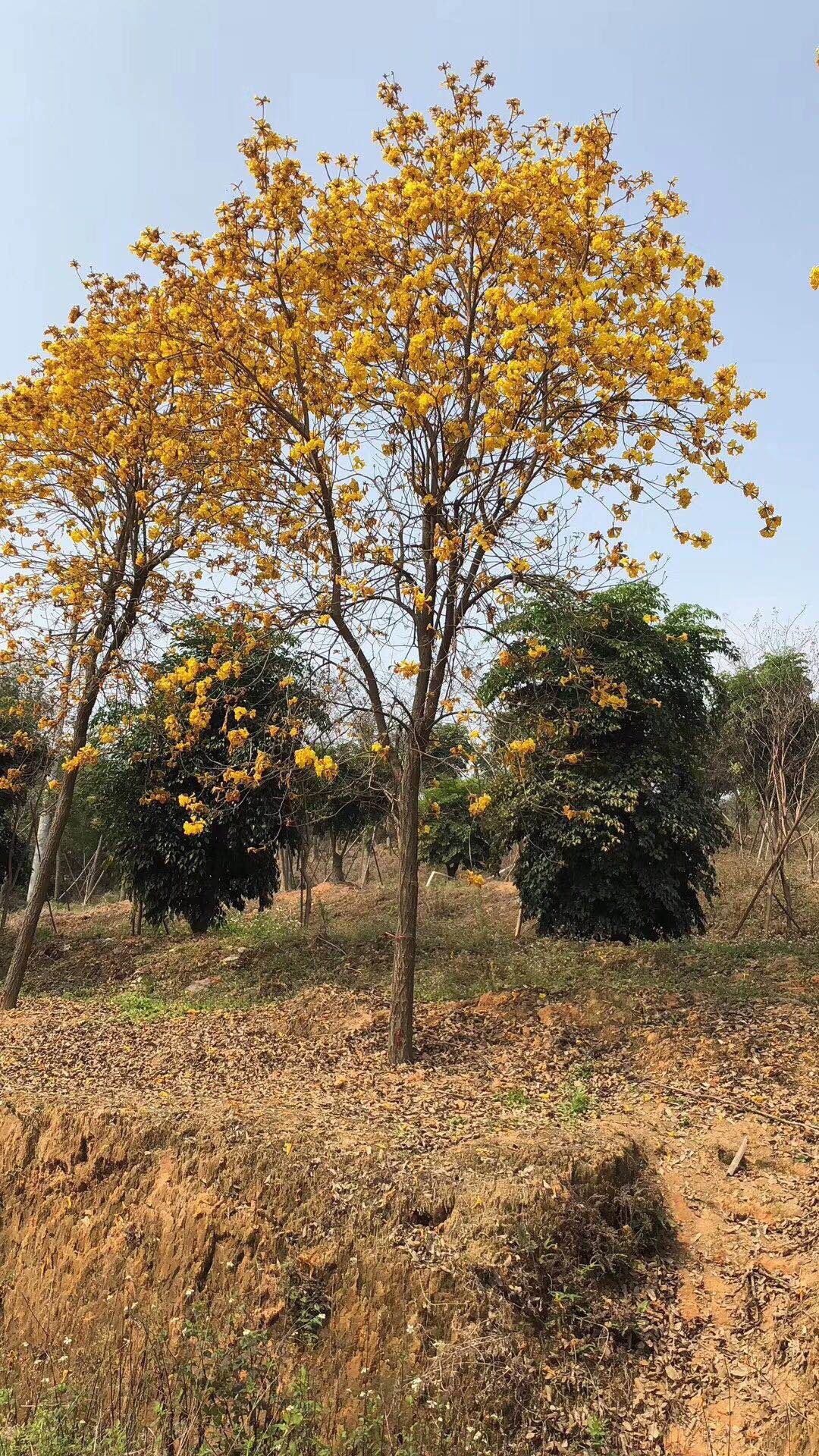 黄花风铃木福建苗木基地自产自销价格优惠