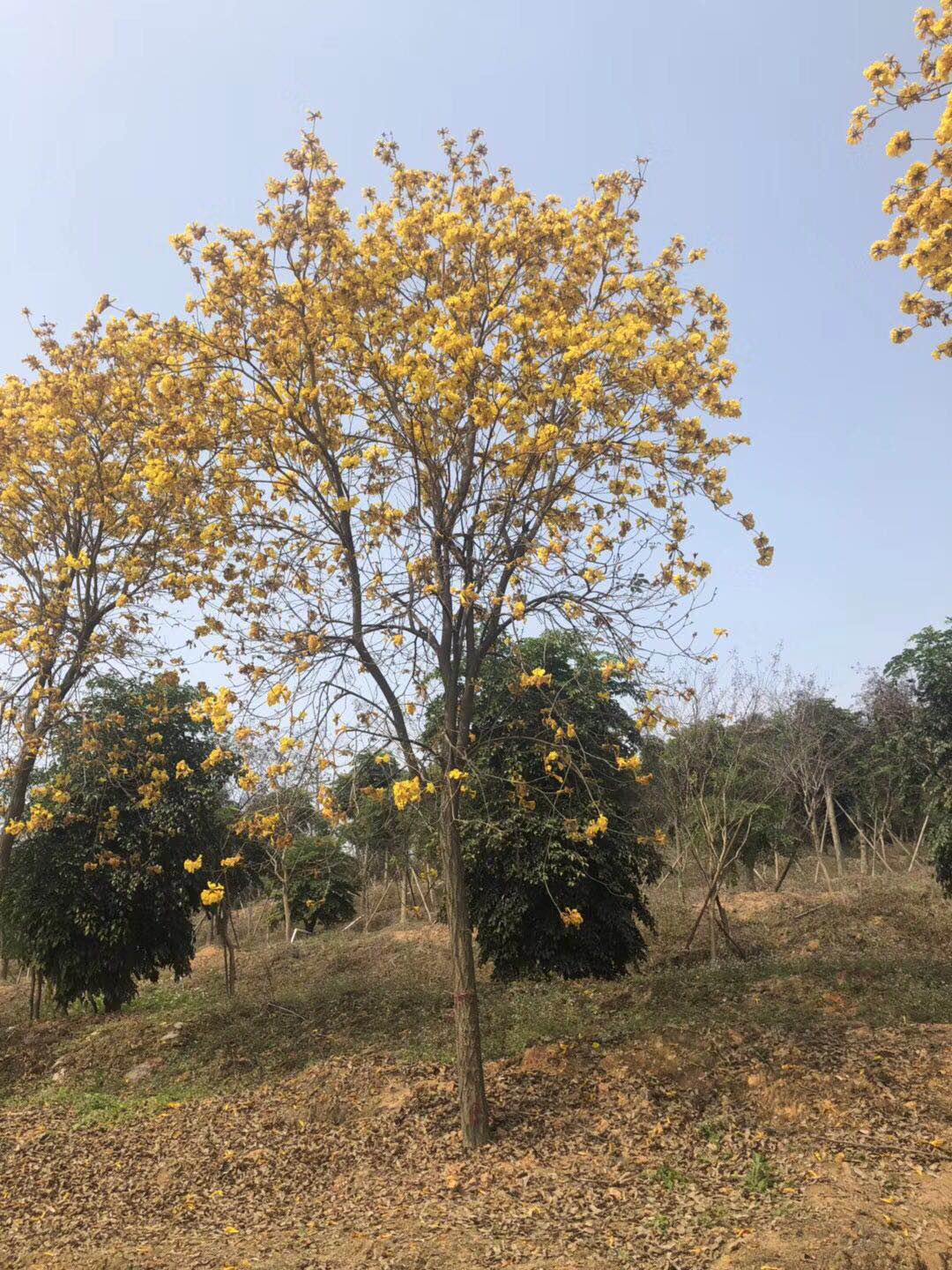 黄花风铃木,福建苗木基地自产自销价格优惠