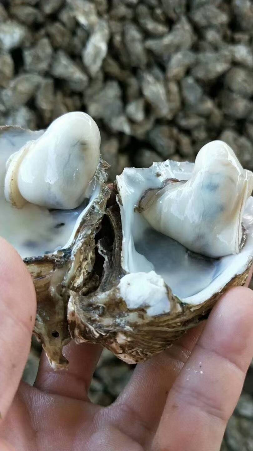 湛江生蚝批发湛江一斤生蚝批发价格广西钦州灵山生蚝批发