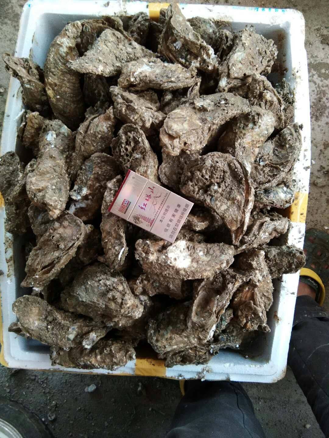 北海生蚝批发价格北海生蚝养殖基地北海生蚝批发联系电话